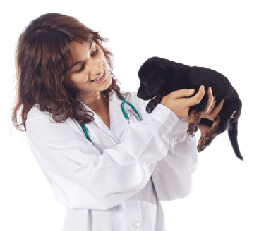 Auxiliaire Spécialisé  Vétérinaire 