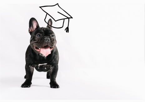 bachelor Chargé de gestion et management en Structure Animalière 