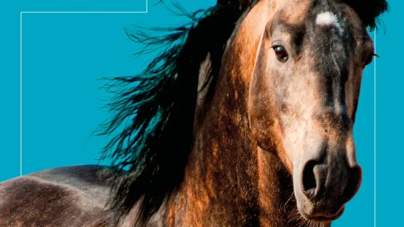 Nous rencontrer au Salon du Cheval d'Angers 2025