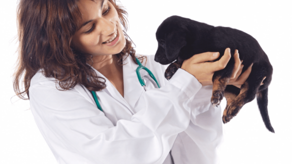 Auxiliaire de Service Vétérinaire
