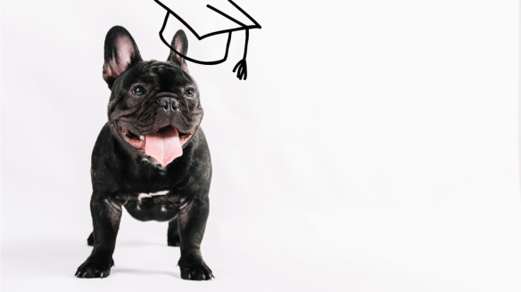 bachelor Chargé de gestion et management en Structure Animalière